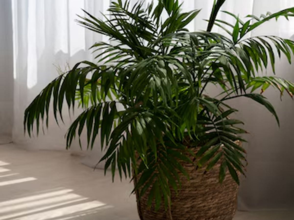 Areca Palm for cool atmosphere in summer 2024 (Image via Freepik)